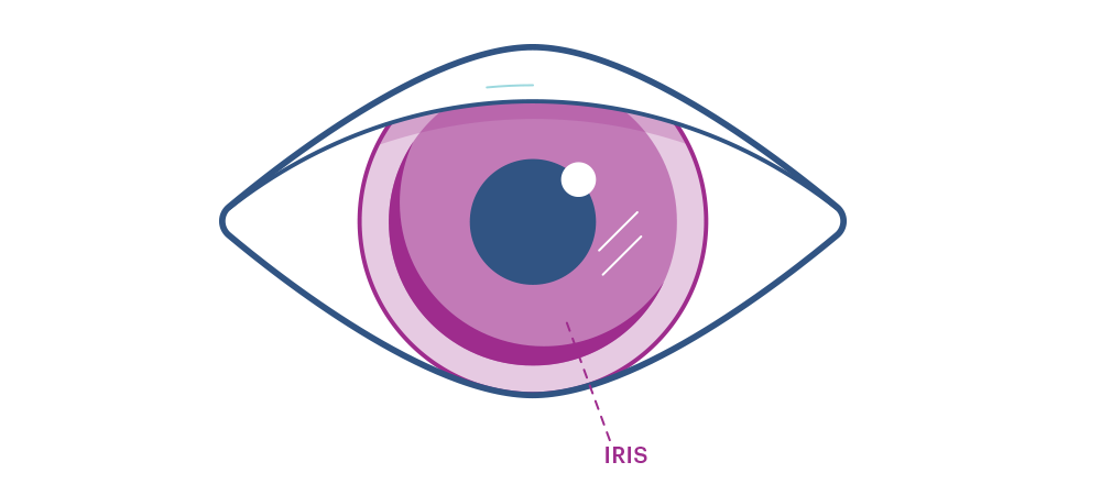 Hình minh họa mắt cho thấy mống mắt.